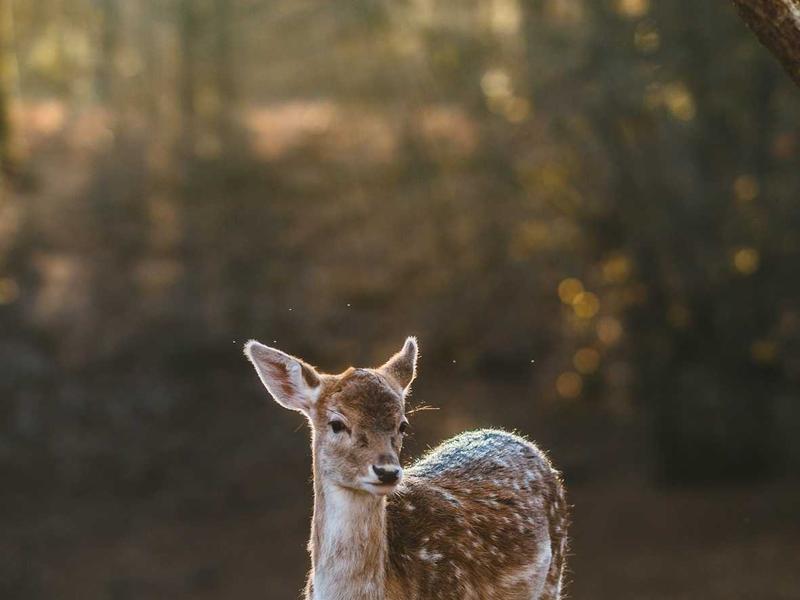 Printmaking: Linocut